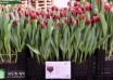 Tulipa Armani ® (1)